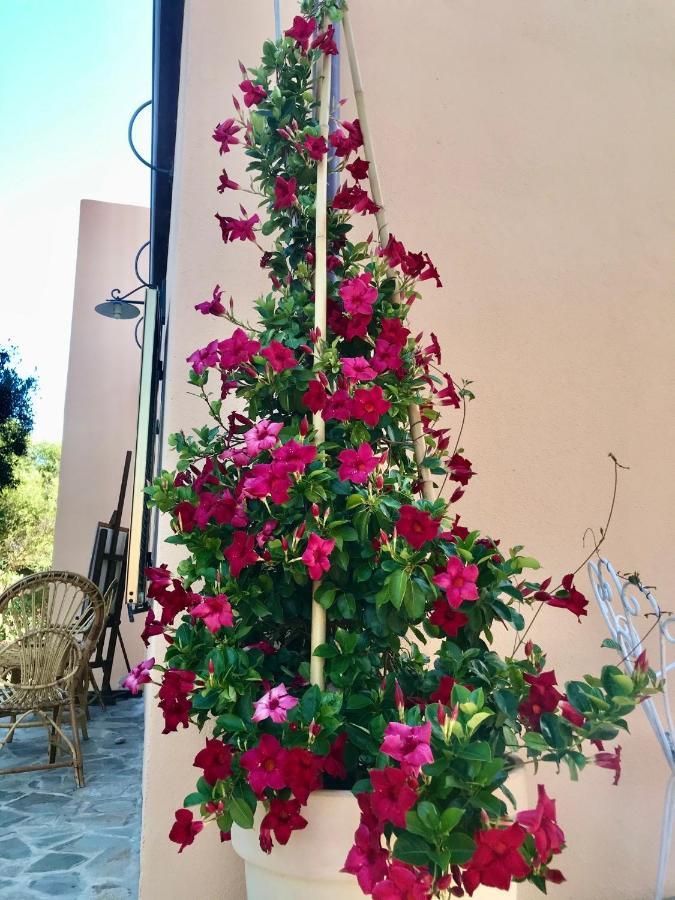 Le 25 Tartarughe Bed and Breakfast Santa Teresa Gallura Eksteriør billede